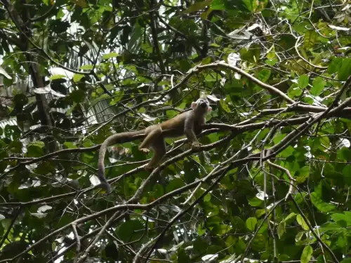 Humboldt's Squirrel Monkey
